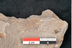 Foto (Detailansicht) von Asterophyllites equisetiformis Br. (NHMW-GEO-2024-0188-11002)